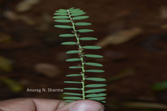 Phyllanthus talbotii